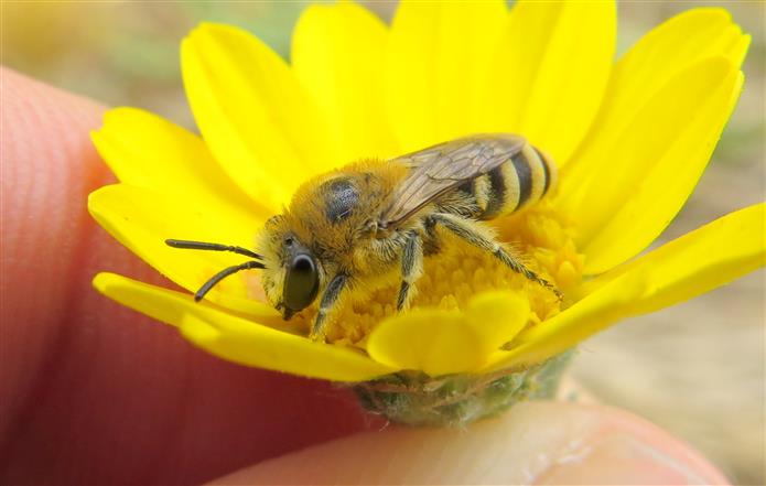 Apidae Colletinae:   Colletes sp., femmina